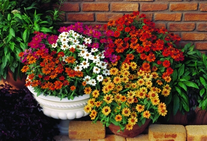 Picture of Zinnia Elegans - Profusion Mix